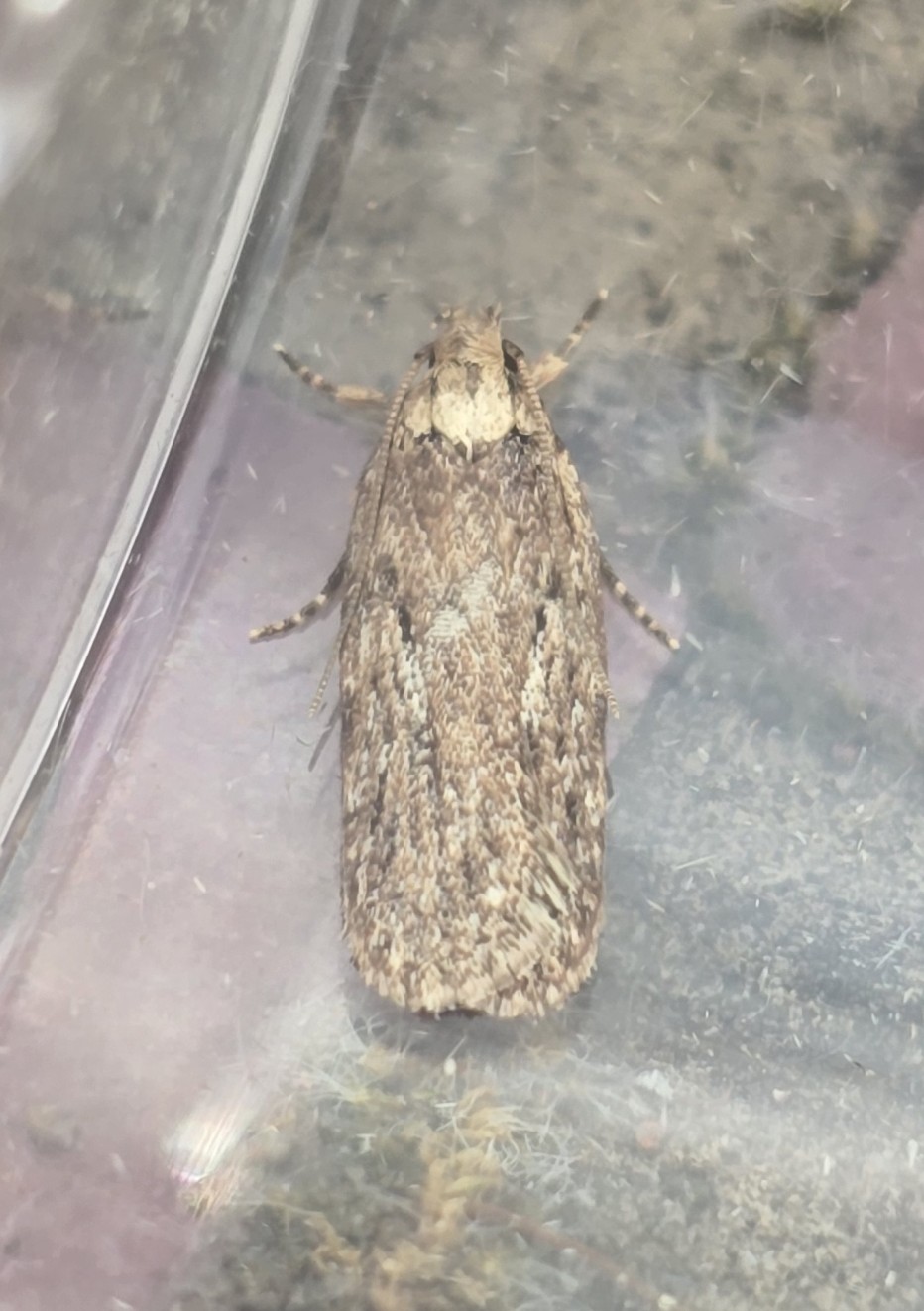 Photo of Parsnip Moth (Depressaria radiella)